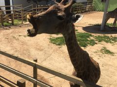 -西霞口神雕山野生动物世界