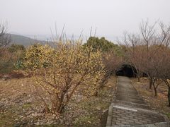 -香雪海