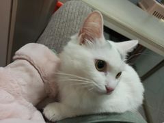 -伟伟宠物医院·瑞派猫友好医院·猫科(光谷店)