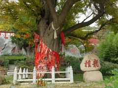 景点-遵化市禅林寺古银杏风景园