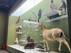 -国家自然博物馆