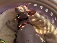 -爱妮康宠物医院·干细胞免疫细胞·肿瘤·心脏(张江店)