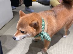 -逗柴咖啡屋·狗咖猫咖宠物桌游