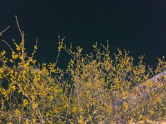 -正新鸡排·炸鸡汉堡(中茵海华广场店)