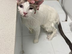 -瑞鹏宠物医院犬猫全科(真大分院)