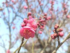 -梅花山(明孝陵内)