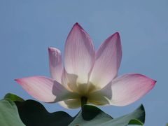 景点-广州莲花山旅游区