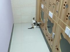 -瑞鹏宠物医院·内科·中兽医·骨科(苗圃店)
