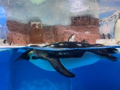 -海合安成都极地海洋公园