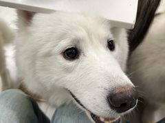 -安格丽娜·狗咖·猫咖羊驼咖(春熙路百盛商场店)