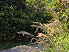 -上海滨江森林公园