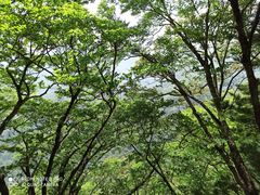 -牛背梁国家森林公园