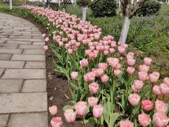 -杭州湾海上花田景区