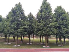 -羊亭河湿地公园