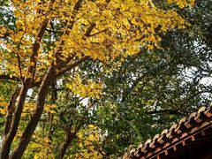 -西湖风景区十里琅珰-五云山