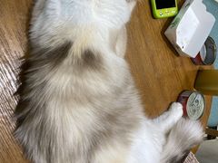 -藏猫猫咖啡主题馆(中央大道店)