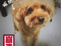 -哆趣宠物医院·眼科·内镜·急重症转诊中心(上海店)