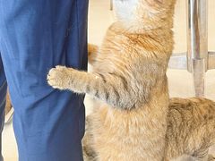 -共舞时光猫咖·狗咖(新街口店)