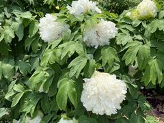 -曹州百花园