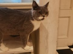 -猫小院猫主题餐厅(三里屯店)