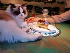 -喵喵咪呀布偶猫咖(春熙路店)