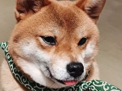 -逗柴咖啡屋·狗咖猫咖宠物桌游