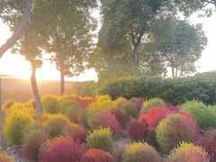 -春花秋色城市公园