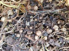 -解家河南菜(商鼎路店)