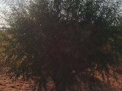 -红碱淖景区