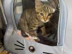 -瑞派动物医院·绝育·犬猫全科·预防医学(光景江南中店)