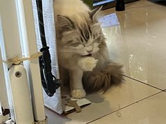-平行世界·猫咖(首经贸店)