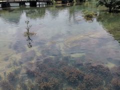 -靖西鹅泉风景区
