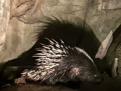 -清迈夜间动物园