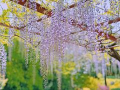-嘉定紫藤园
