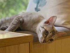 -猫和宫(六道口店)