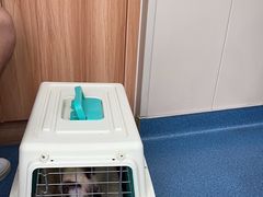 -创凡宠物医院·骨专科  猫科中心(西乡分院)