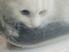 -中农大我爱我爱动物医院·核磁CT·猫病·24小时夜诊中心(石佛营店)