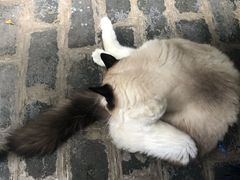 -喵屿·大理花园猫咖