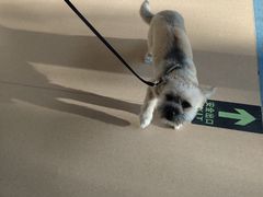 -小叮当动物医院·骨科·眼科