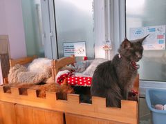 -猫小院猫主题咖啡厅(北锣店)