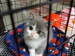 -福懋动物医院·犬猫全科·外科·重症科(杏林分院)