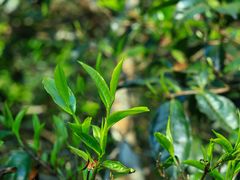-华祥苑茶馆•国缤茶小蓝罐(普罗旺斯店)