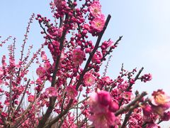 -香雪海