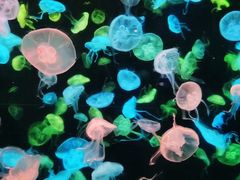 -珠海长隆海洋王国