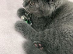 -安安宠物医院(情缘分院)