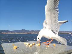 -海埂大坝