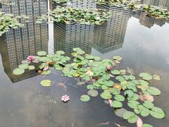 -花果园湿地公园