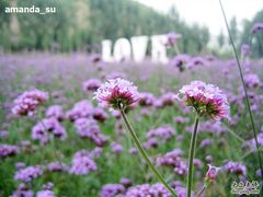 -紫海香堤香草艺术庄园