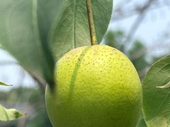 -丽泽山庄·生态怀柔菜·虹鳟鱼(红螺寺店)