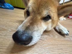 -是阿柴呀！柴犬咖啡·爱喵喵猫咖